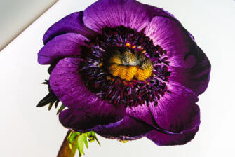 Kunstdruckpapier mit Druck